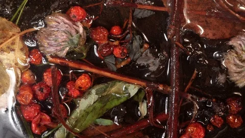 Mountain ash and leaves gradually freeze in water Vídeos de archivo 122160738