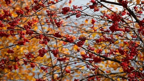 Mountain ash autumn tree background Stock Footage 118199068