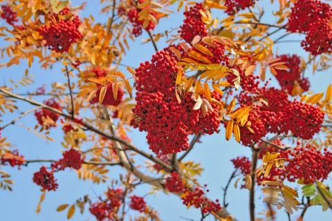 Mountain ash background Stock Photos