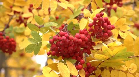 Mountain Ash berries 1 by dwking Video stock 12504464