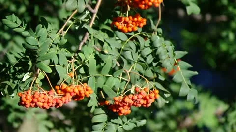 Mountain ash berries by the end of summer ( Sórbus ) ashberry . 2 Stock Footage 11901196