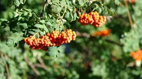 Mountain ash berries by the end of summer ( Sórbus ) ashberry . 3 Stock Footage 11901221
