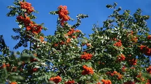 Mountain ash berries by the end of summer ( Sórbus ) ashberry . 4 Stock Footage 11901228