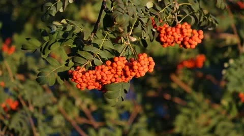 Mountain ash berries by the end of summer ( Sórbus ) ashberry . 5 Stock Footage 11901355