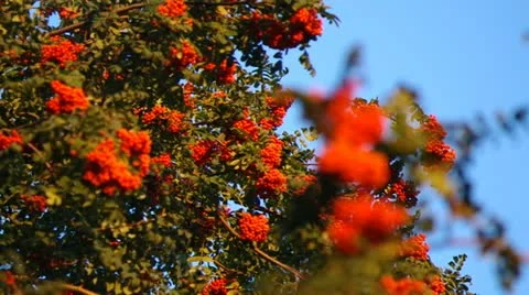 Mountain ash berries by the end of summer ( Sórbus ) ashberry . 5 Stock Footage 11901428