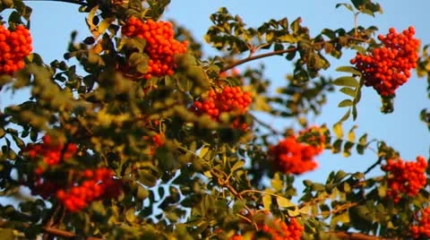 Mountain ash berries by the end of summer ( Sórbus ) ashberry . 6 Stock Footage 11901433