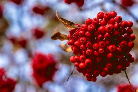 Mountain Ash Berries Stock Photos