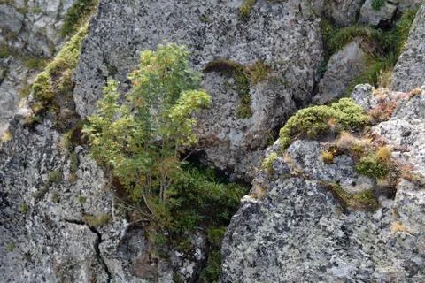 Mountain ash between the rocks 写真素材