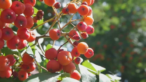 Mountain ash branch against the background of green foliage Stock Footage 95112652