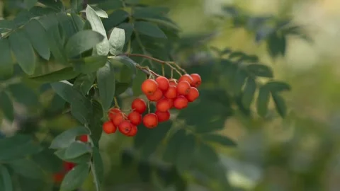 Mountain Ash on a branch Stock Footage 148253474