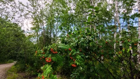 Mountain ash branches with bright orange-red berries and green leaves again.. Video stock 340064577
