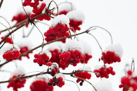 Mountain ash branches with clusters of berries covered with snow Stock Photos