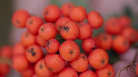 Mountain Ash close up Stock Footage 148253475