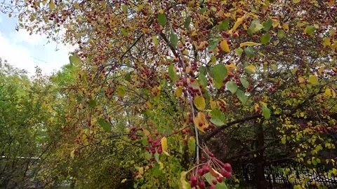 Mountain ash is a deciduous tree or shrub that grows up to 5-15 m in height Stock Footage 272494703