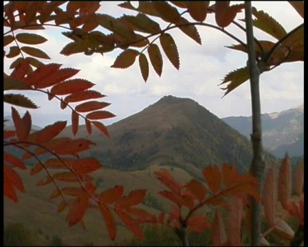 A mountain ash Видео 573690