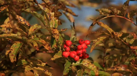 Mountain ash Video stock 580210