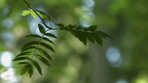 Mountain-ash leaves Stock Footage 49161848