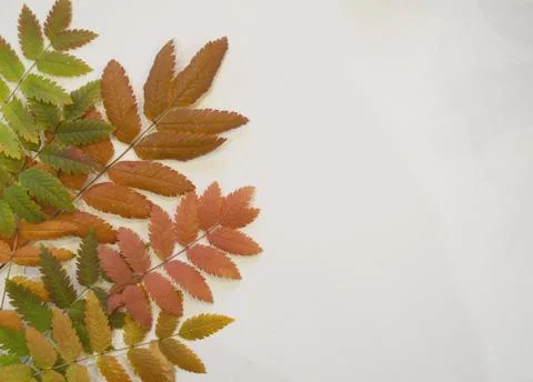 Mountain ash leaves Stock Photos