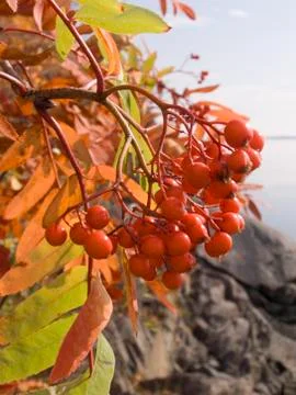 Mountain ash Stock Photos