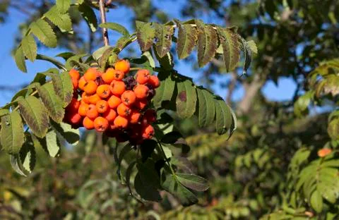 Mountain ash 库存照片