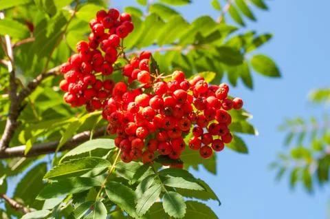 Mountain ash Stock-Fotos