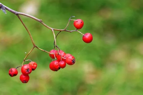 Mountain ash Stock Photos