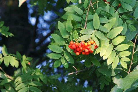 Mountain ash Stock Photos
