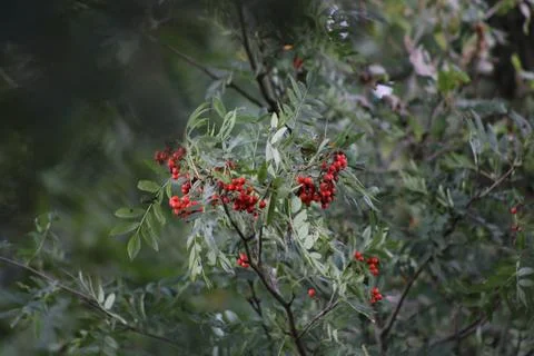 Mountain ash Stock Photos