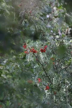 Mountain ash Stock Photos