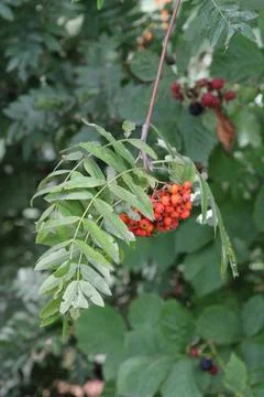 Mountain ash Stock Photos