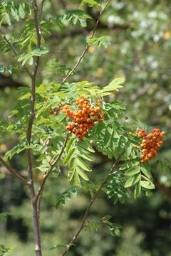 Mountain ash Stock Photos