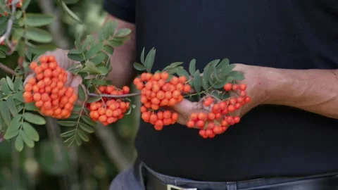 Mountain Ash presented by Herbalist Stock Footage 148253469