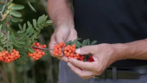 Mountain Ash presented by Herbalist Stock Footage 148253473