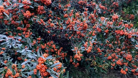 Mountain ash, red berry clusters of mountain ash Stock Footage 121912992