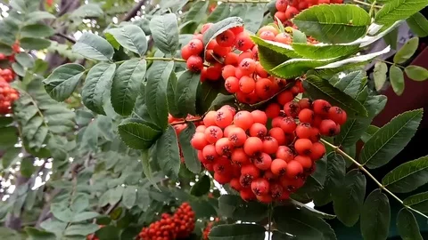 Mountain ash rowan clusters on a branch Stock Footage 78996445