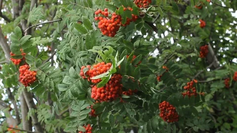Mountain ash rowan clusters on a branch Stock Footage 79025826