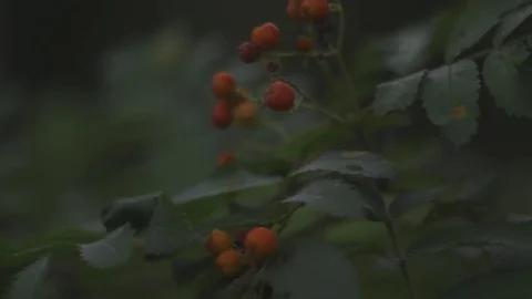 Mountain ash rowan forest  c-log Stock Footage 79617945