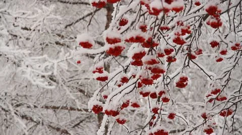 Mountain ash in snow Stock Footage 10915194