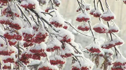 Mountain ash in snow 库存影片 12211643