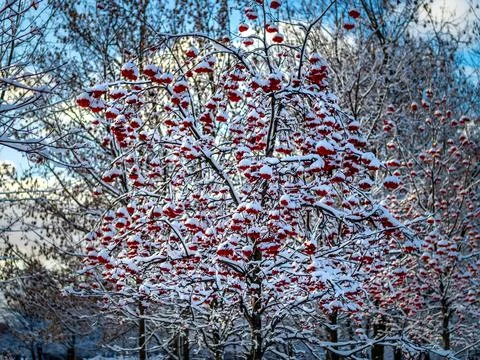 Mountain ash in the snow Stock Photos
