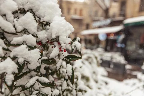 Mountain ash in the snow Stock Photos