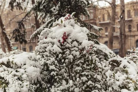 Mountain ash in the snow Stock Photos