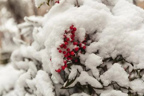 Mountain ash in the snow Stock Photos