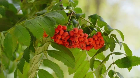 Mountain Ash Sorbus tree with rowan berry Stock Footage 163287267