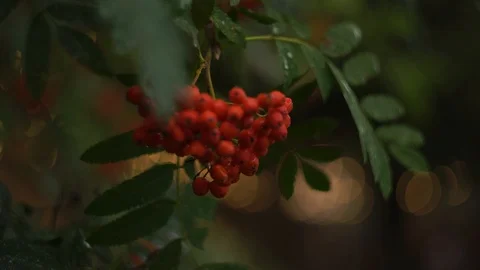 Mountain ash sways in the wind in cloudy weather Stock Footage 122275927