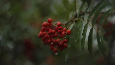 Mountain ash sways in the wind in cloudy weather Stock Footage 122276094
