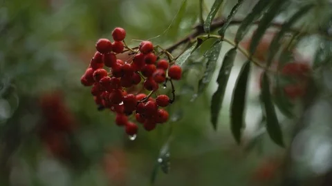 Mountain ash sways in the wind in cloudy weather Stock Footage 122276220
