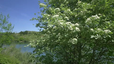 Mountain ash tree with bees, wildlife, Italy Видео 335680568