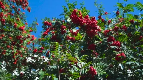 Mountain Ash Tree Filled with Red Berries Against Blue Sky 스톡 동영상 331124637