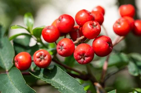 Mountain Ash tree fruit. Close up of red berries. Stock-Fotos